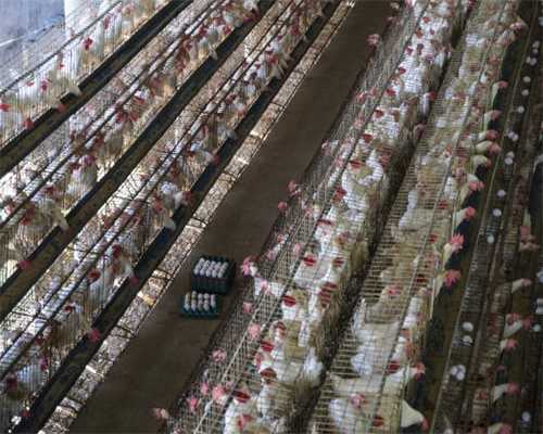 新宿夜街的罪与罚 BL游戏《雏菊与巧克力与诡计》开启提前预约